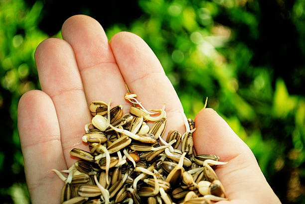 Top 9 Seed Suppliers in Vietnam in August 2025: Fresh Insights into a Rapidly Growing Market
