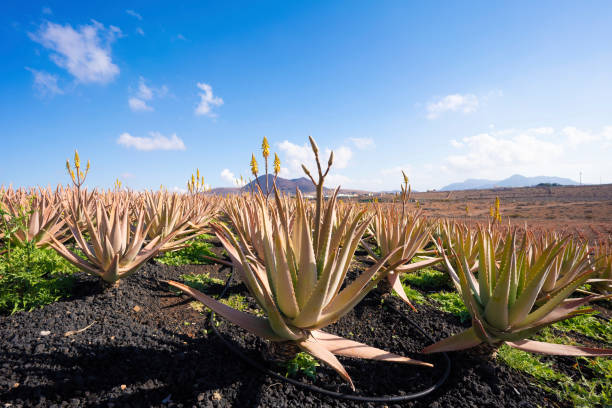 Top 7 Aloe Vera Suppliers in Malaysia in Quarter 3 of 2025