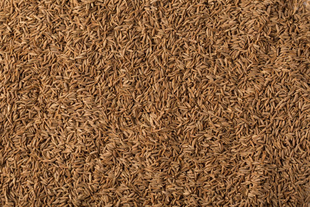 A Comprehensive Guide to Sourcing High-Quality Cumin Seeds: Top 6 Cumin Seeds Suppliers in South Africa in Year 2025