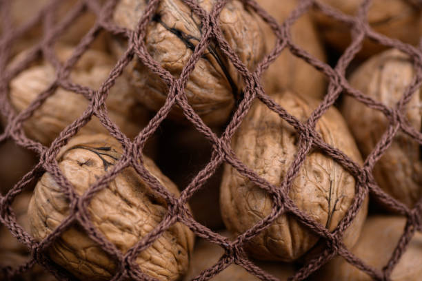 Top 7 Nut Suppliers in Netherlands in Quarter 3 of 2025