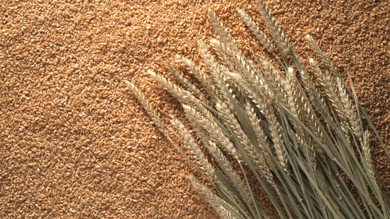 Your Expert Guide to Procuring Top-Tier Wheat: Top 7 Wheat Suppliers in Portugal in Year 2025