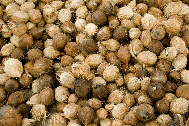 Top 3 Coconut Suppliers in Malaysia in Quarter 3 of 2025: A Data-Driven Analysis of Malaysia’s Coconut Export Market