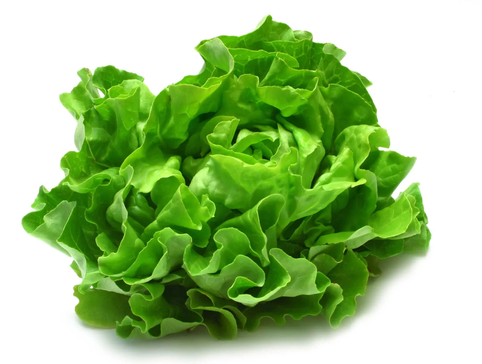 lettuce The Green Revolution: Lettuce's Journey from Ancient Egypt to Modern Hydroponics