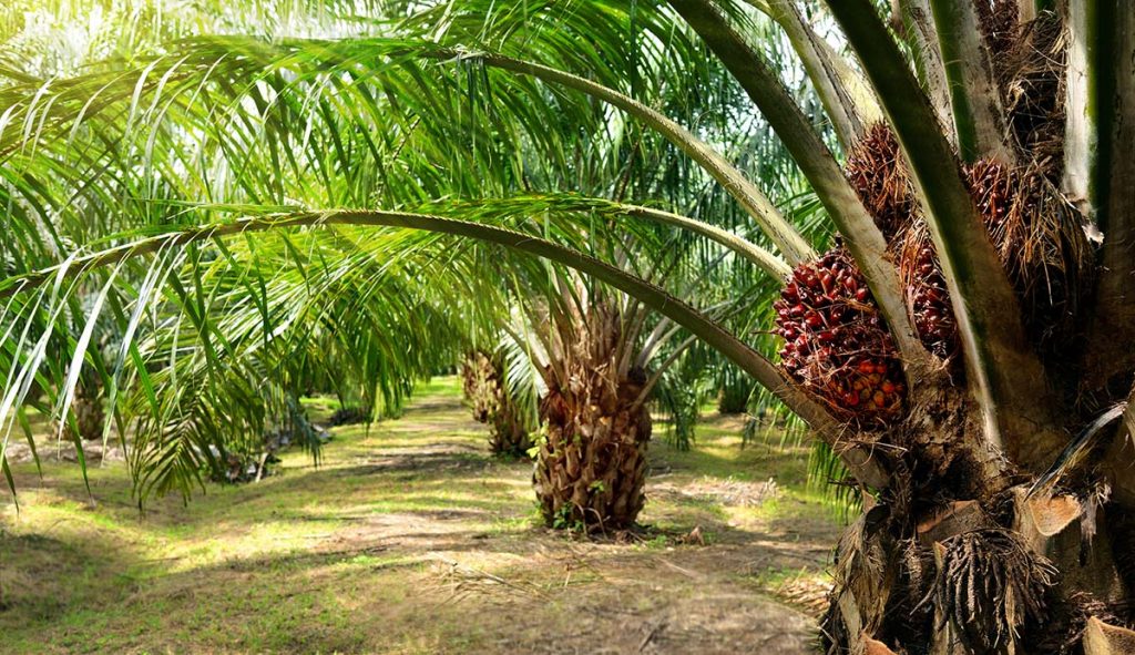 palm-oil-plantation-fruit-bunches-two-column-shutterstock-1024x591 Ghana’s Agriculture Processed Products: Trends, Opportunities and Market Leaders