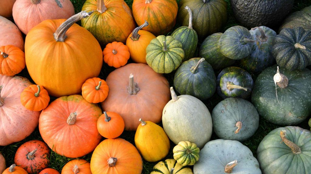 pumpkin-1024x576 Pumpkins Complete Guide: From Soil Preparation to Harvest Success