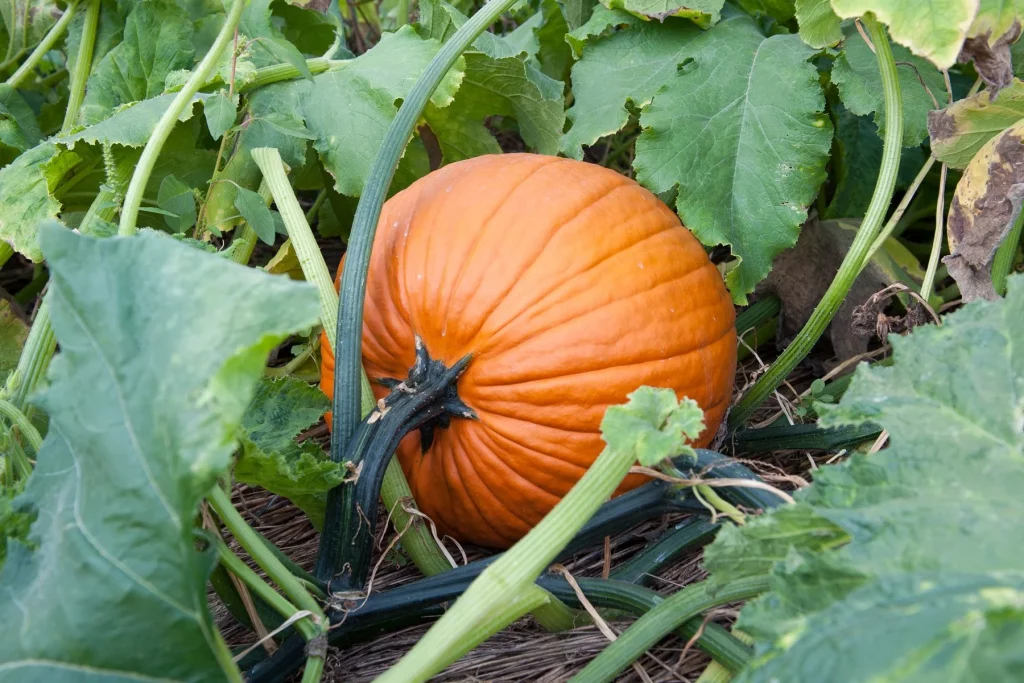 pumpkin-growing-GettyImages-674708461-1024x683 Pumpkins Complete Guide: From Soil Preparation to Harvest Success