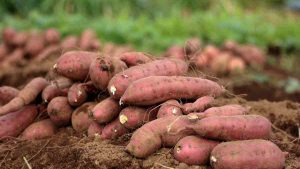 Sweet Potato From Global Market Trends to Harvest Success