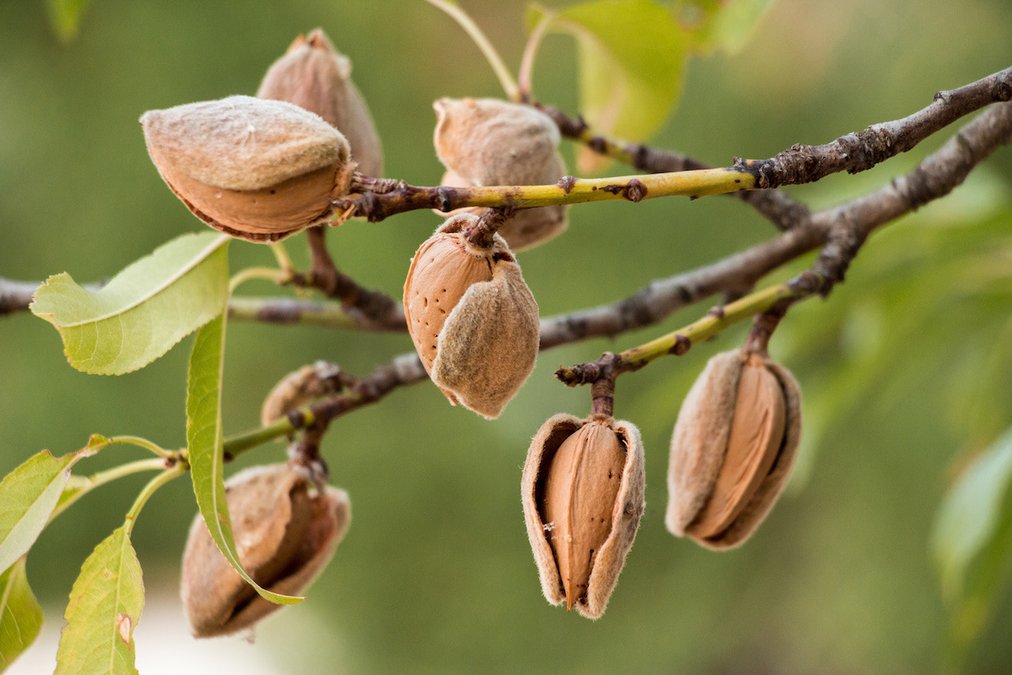 wyatt_art.max-1200x675-1 Almond The Ultimate Guide Health Benefits, Culinary Uses and Growing Trends