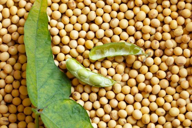 Top 4 Soybean Suppliers in Austria in Year 2025: Market Insights & Export Trends