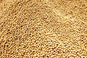 Top 5 Soybean Suppliers in Turkey in Year 2025 – A Data-Driven Export Market Analysis