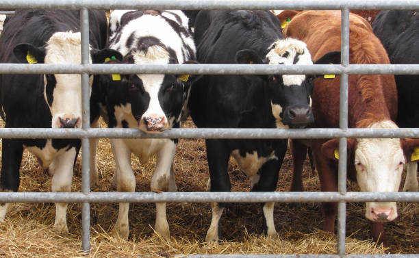 Top 3 Cattle Suppliers in India in Quarter 3 of 2025