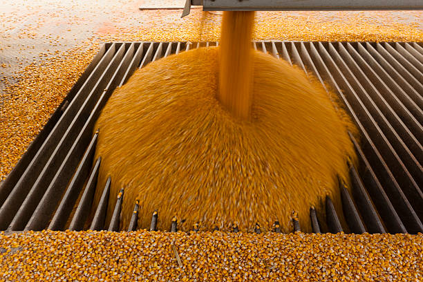 Top 10 Corn Suppliers in India in Year 2025 – A Data-Driven Guide for Smart Buyers