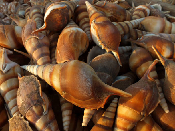 Top 9 Seashells Suppliers in China in July 2025