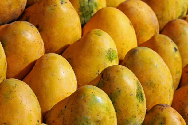 Top 8 Mango Suppliers in Italy in August 2025: Data-Driven Insights and Export Trends