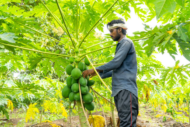 Top 10 Papaya Suppliers in Bangladesh in Year 2025