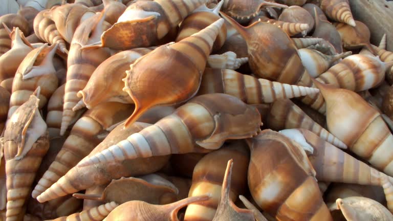 Top 7 Seashells Suppliers in United States in Quarter 3 of 2025
