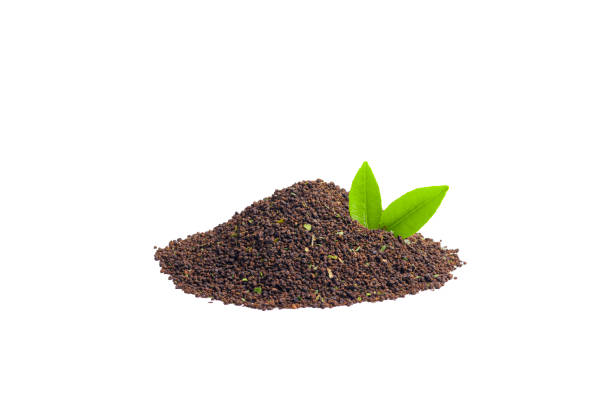 Tea, Egypt, Top 4 Tea Suppliers in Egypt in Year 2025