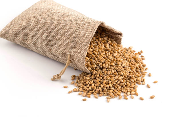 Top 7 Wheat Suppliers in Netherlands in Quarter 3 of 2025 – Urgent Market Update