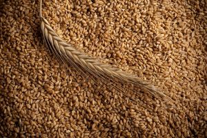 Top 5 Grain Suppliers in Ukraine in Year 2025 – Deep Dive into Ukraine’s Grain Export Market
