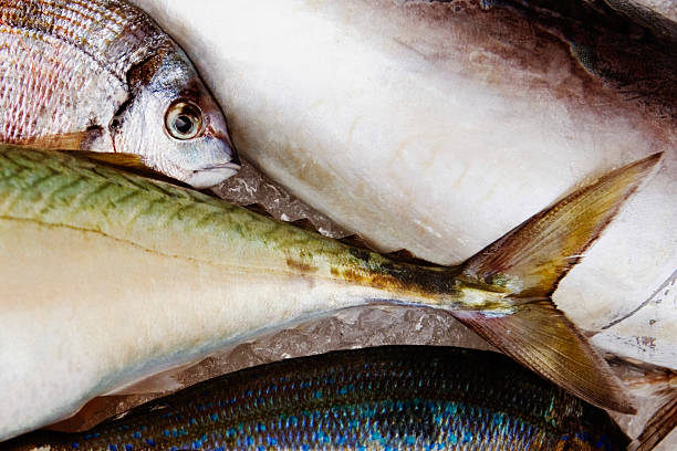A Comprehensive Guide to Sourcing High-Quality Fish: Top 9 Fish Suppliers in Poland in Year 2025