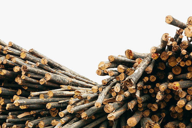 Top 4 Wood Suppliers in Italy in Quarter 3 of 2025: Urgent Market Update and Strategic Supplier Insights