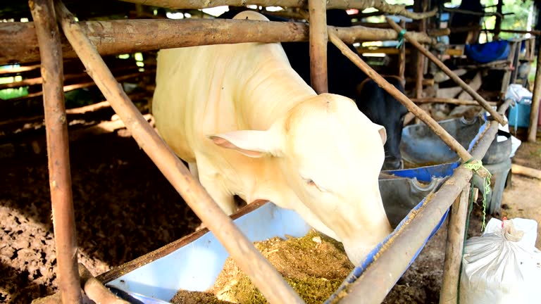 A Comprehensive Guide to Sourcing High-Quality Animal Cattle Feed: Top 4 Animal Cattle Feed Suppliers in Egypt in July 2025