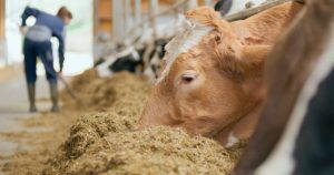A Comprehensive Guide to Sourcing High-Quality Animal Cattle Feed: Top 8 Animal Cattle Feed Suppliers in United Arab Emirates in Year 2025