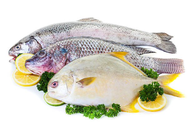 A Comprehensive Guide to Sourcing High-Quality Fish: Top 9 Fish Suppliers in Canada in Year 2025