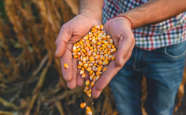 Top 9 Corn Suppliers in Egypt in Year 2025: Navigating a Shifting Market Landscape