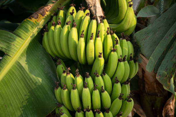 Top 8 Banana Suppliers in Kenya in July 2025: Navigating a Rapidly Changing Market