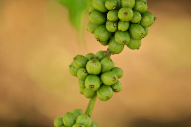 Top 10 Green Coffee Suppliers in Indonesia in Year 2025