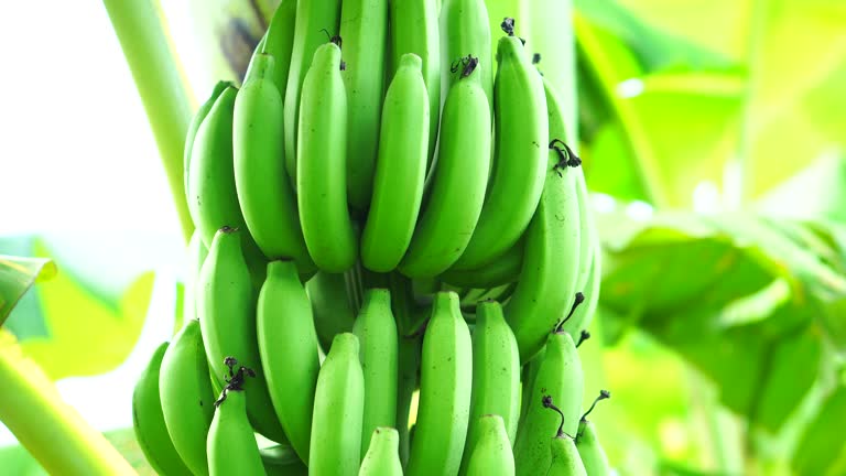 Banana Market Surge: Top 3 Banana Suppliers in South Korea in Quarter 3 of 2025