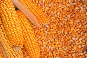Top 4 Corn Suppliers in Spain in November 2025: Urgent Updates Every Buyer Must Know