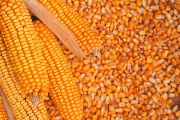 Top 4 Corn Suppliers in Spain in November 2025: Urgent Updates Every Buyer Must Know