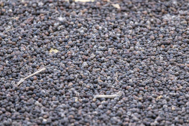 Black Pepper Thailand Update: Top 7 Black Pepper Suppliers in Thailand in Quarter 3 of 2025