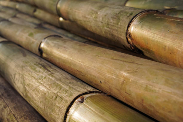 Top 8 Bamboo Suppliers in Switzerland in Year 2025
