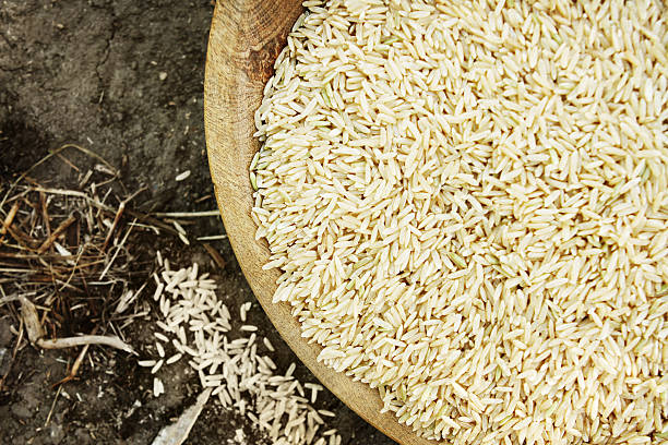 Top 10 Rice Suppliers in Malaysia in Quarter 3 of 2025: Navigating a Rapidly Changing Market