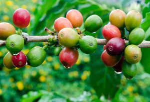 Top 9 Arabica Coffee Suppliers in Pakistan in Year 2025