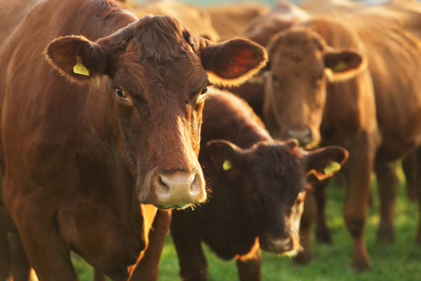 Top 4 Cattle Suppliers in Switzerland in September 2025: Export Insights & Verified Sources