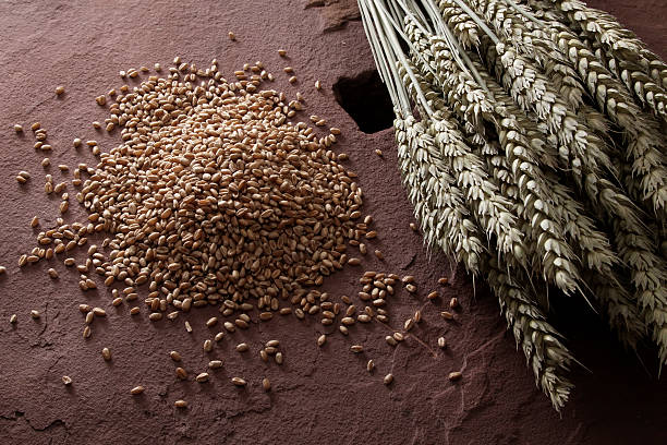 Top 10 Grain Suppliers in Egypt in Quarter 4 of 2025