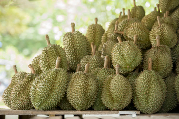 Top 6 Durian Suppliers in South Africa in Year 2025