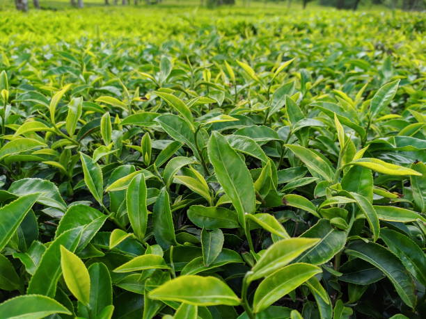 Top 5 Tea Suppliers in Thailand in Quarter 3 of 2025