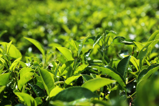 A Comprehensive Guide to Sourcing High-Quality Tea: Top 3 Tea Suppliers in Indonesia in August 2025