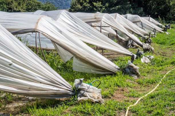 Top 8 Tent Suppliers in Malaysia in Year 2025: A Data-Driven Guide