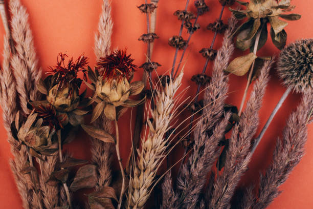 Your Expert Guide to Procuring Top-Tier Dried Flowers: Top 3 Dried Flowers Suppliers in Vietnam in Year 2025